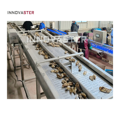 Machine de tri des concombres de mer à huîtres de 2500W