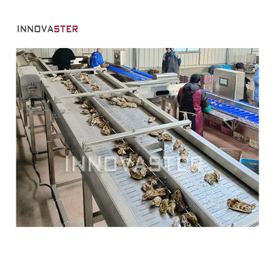 Machine de tri industriel de poids pour le tri des fruits légumes fruits de mer et huîtres
